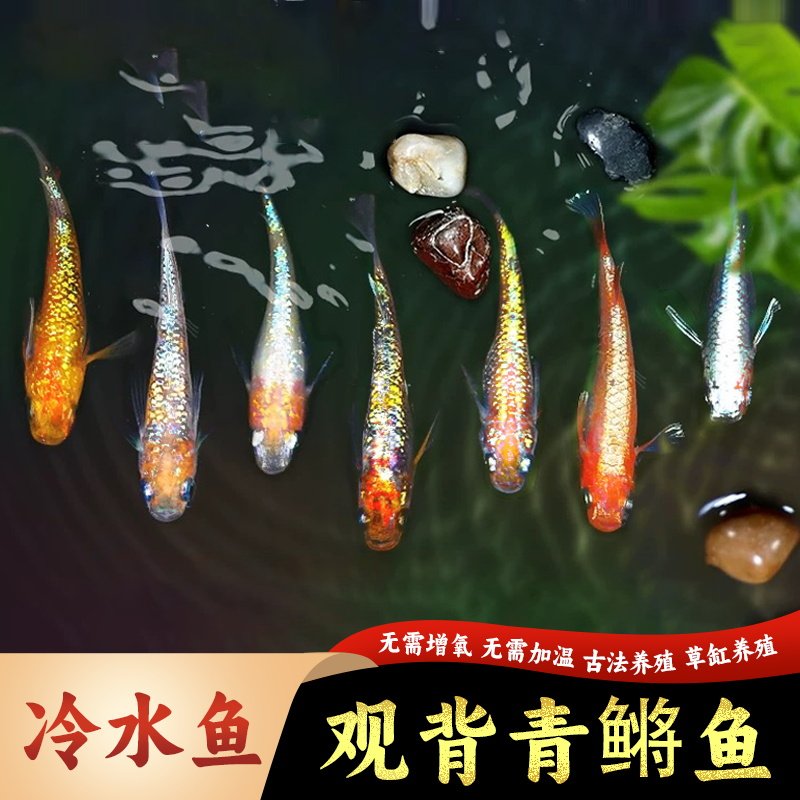 观背青鳉鱼观赏鱼幼鱼魔法鱼冷水淡水吃油膜古法养殖原生好养鳉鱼 - 实物图
