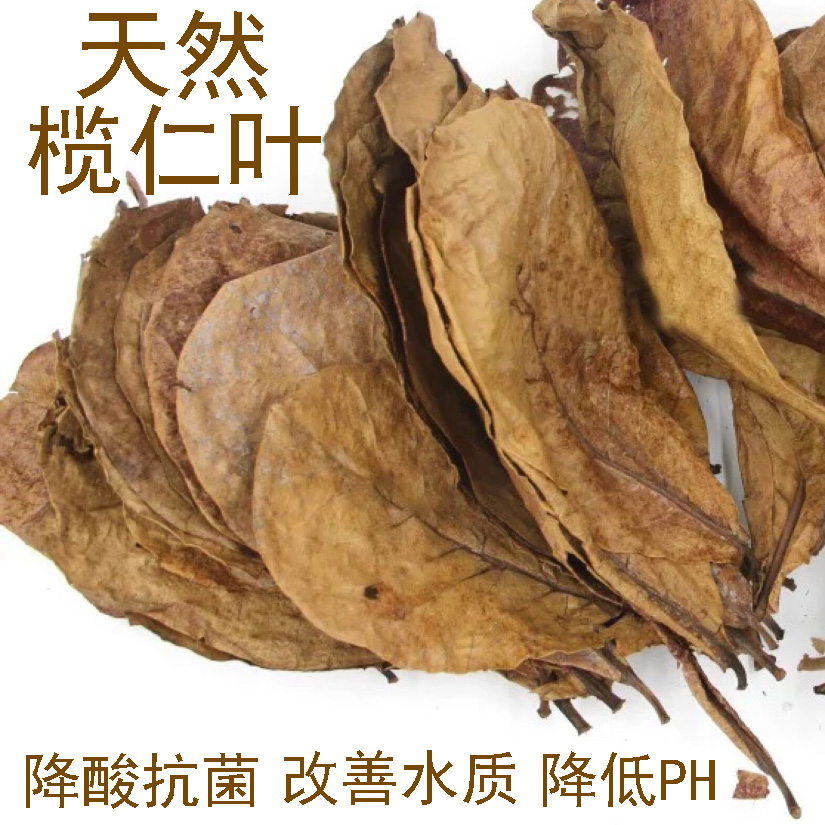 榄仁叶水族懒人叶降低ph值抗菌