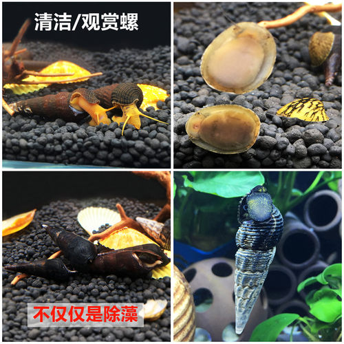 活体观赏螺除藻斑马黑金刚