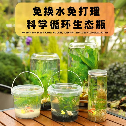 初中diy科学作业生态瓶观赏鱼虾