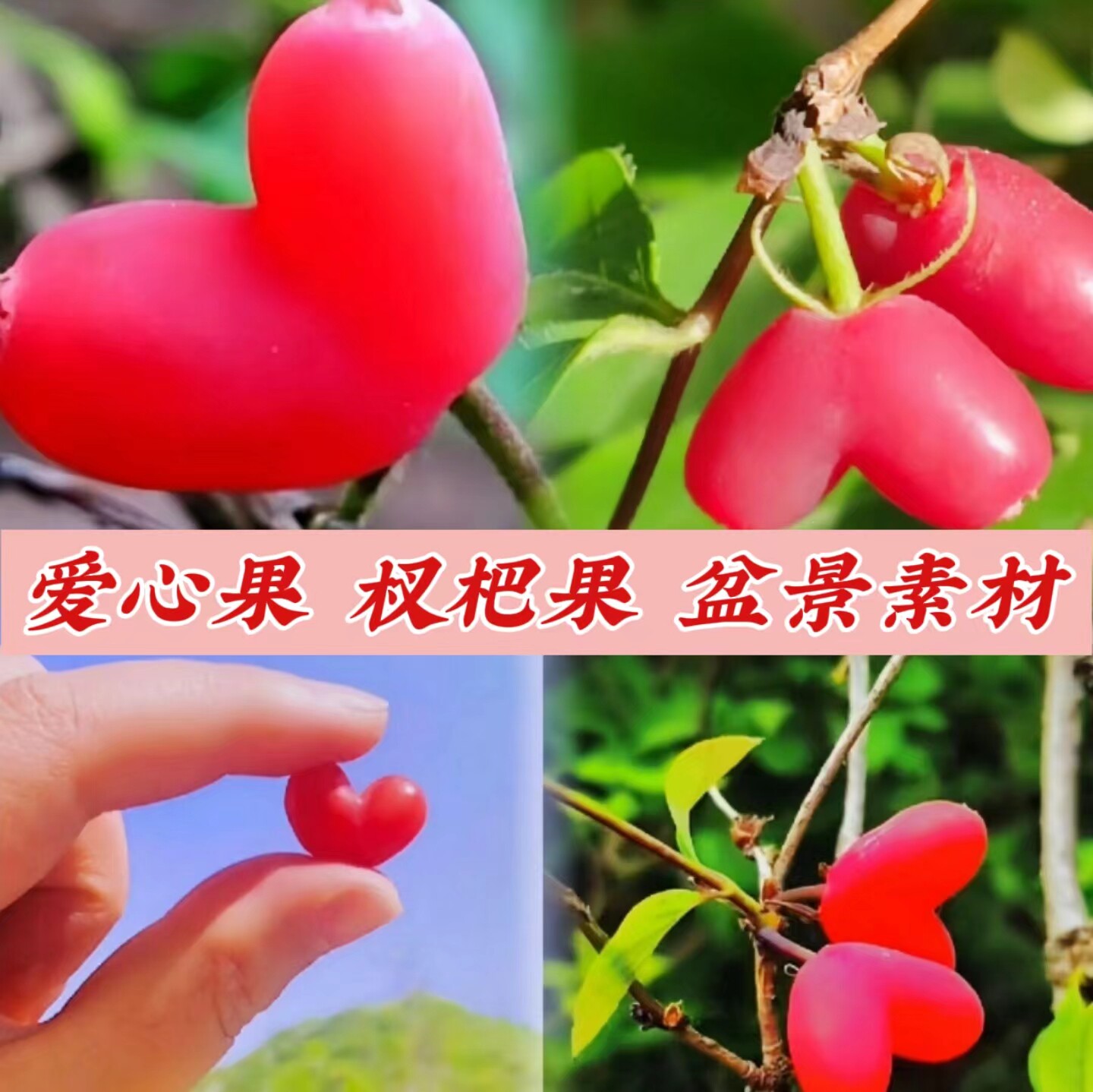 杈杷果盆景素材爱心果树苗相思果爱情果苦糖果盆栽地栽情人节水果