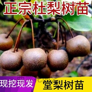 堂梨树苗盆景 杜梨苗海棠梨树嫁接苗砧木耐寒南北方盆栽地载果树