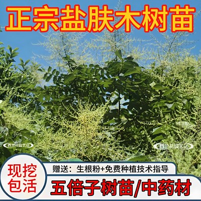 盐肤木五倍子树苗中药材蜜源树