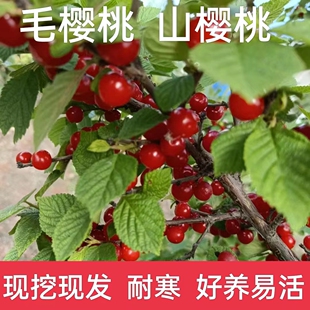 矮化山樱桃树苗野樱桃树苗盆景毛樱桃南北方当年结果盆栽地栽果树