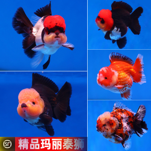 精品短尾玛丽f1将军泰狮三色黑白熊猫小鱼苗冷水新手好养耐活金鱼