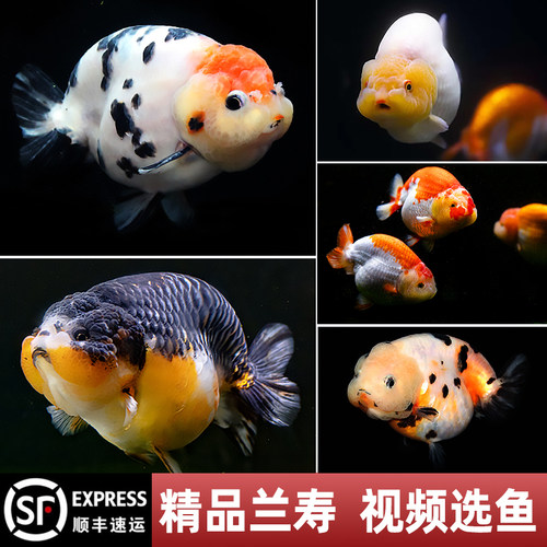 金鱼奶牛重墨玉兔冷水鱼好养兰寿