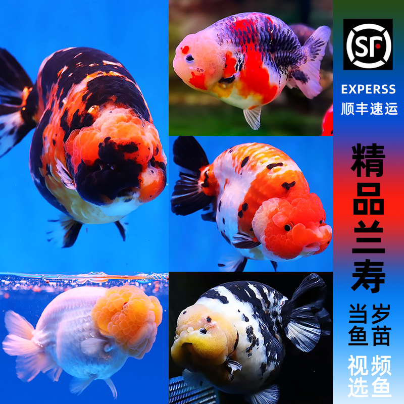 精品兰寿金鱼活鱼冷水淡水观赏鱼奶牛小鱼苗好养耐活蓝寿金鱼波妞