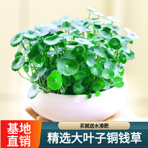 水养办公室大叶室内外创意铜钱草