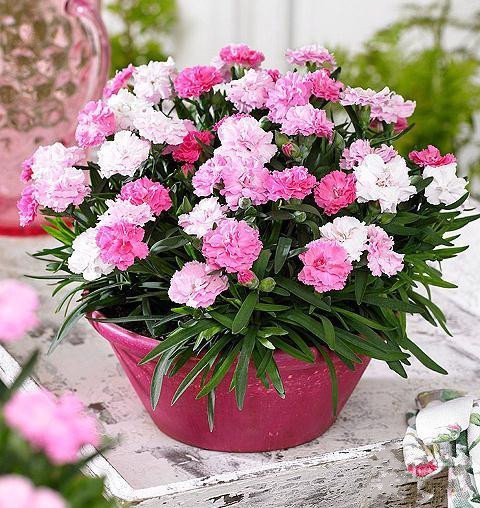 °üÓÊ¿µÄËܰ»¨»ÜÖÖ×ÓÑǫ̂԰ÒÕ¹Û»¨×ÑÒ×»îËļ¾²¥ÖÖ¶àÄêÉú²Ý±¾Ö²Îï