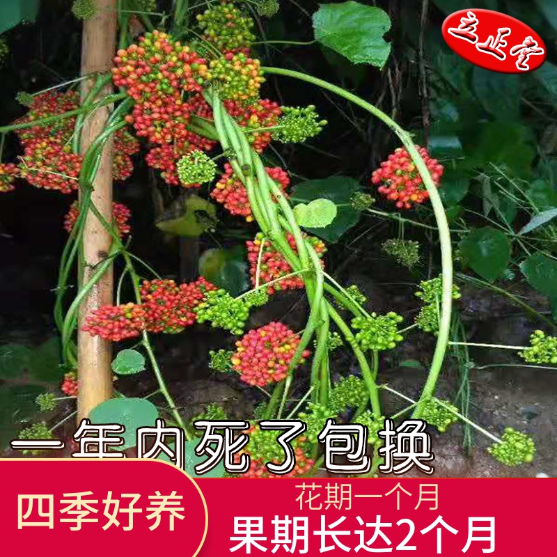 藤本皇后圆叶山乌龟包活盆栽室内鲜花卉绿植云南多肉植物组合花盆