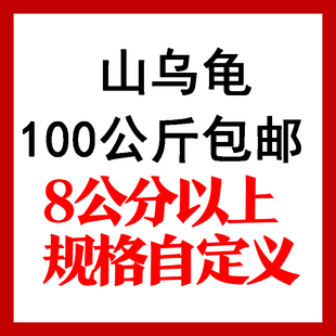 纳黄心绿藤 大小自定义基地直发正宗西双版 包邮 山乌龟母种100公斤