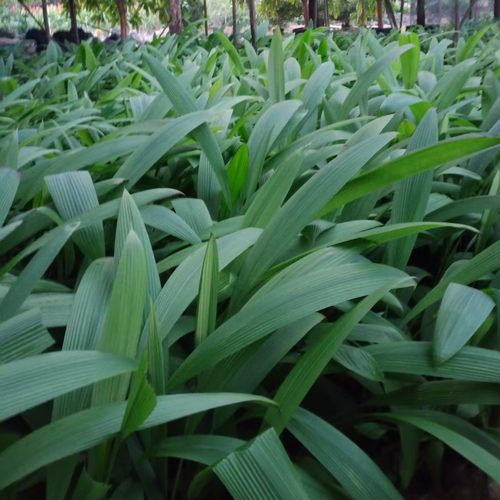 大叶仙茅工程用地苗木庭院地被绿植道路绿化苗木四季常青护坡植物 - 封面