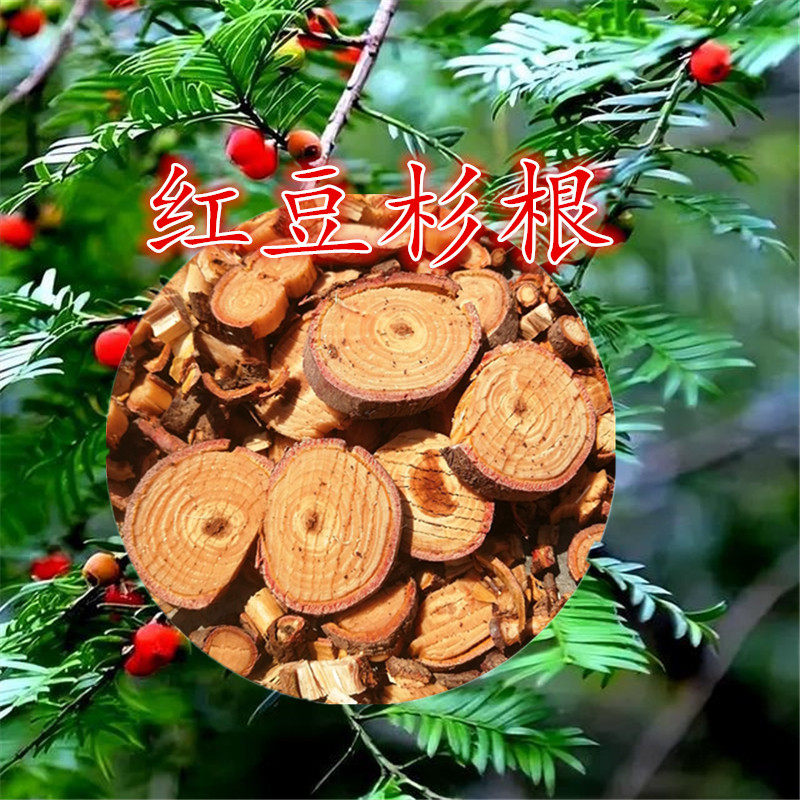 红豆杉根500克 紫杉根 观音杉根 红豆树根南方红豆杉根中药材包邮