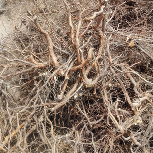 茅莓根中草药根三月泡红梅消蛇泡簕刺波自晒无硫深山泡酒凤湿