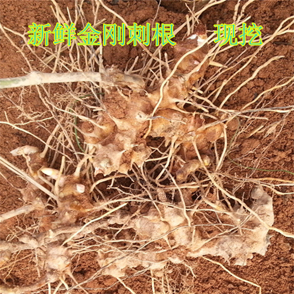 纯天然新鲜金刚刺根现挖新鲜菝葜根 天然金刚藤根九牛力泡酒