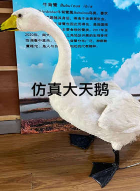 仿真动物鸟标本模型学校科普馆湿地保护区科普展示丹顶鹤标本修复