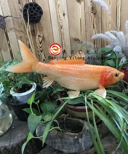 鱼类标本 学校标本馆教学标本 鱼标本制作 真鱼标本 宠物标本