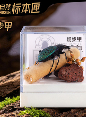 辛巴日记昆虫标本礼物摆件生日礼