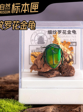 辛巴日记昆虫标本匣男友创意礼物
