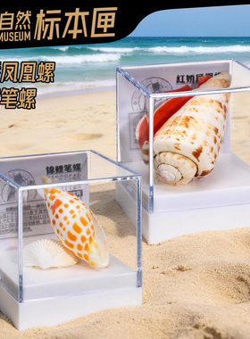 辛巴日记螺贝壳标本天然收藏摆件