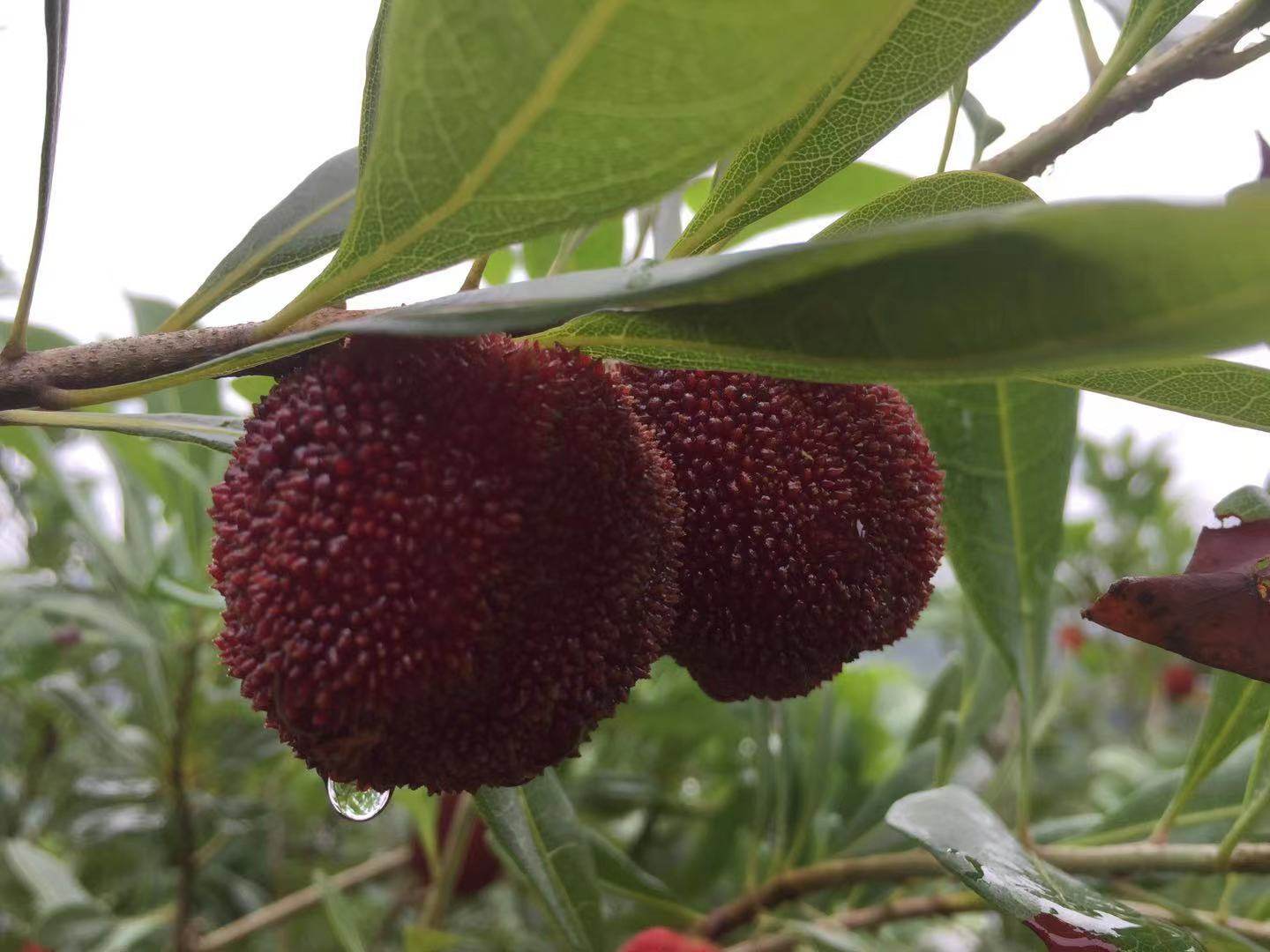 温州茶山青田仙居东魁大杨梅当季现摘新鲜孕妇