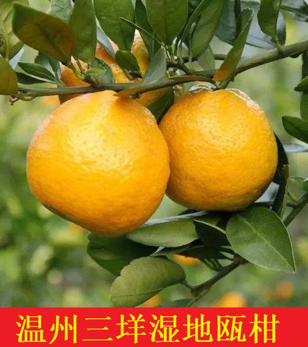浙江温州三垟湿地南仙正宗当季新鲜特产大瓯柑桔子水果特产地直发
