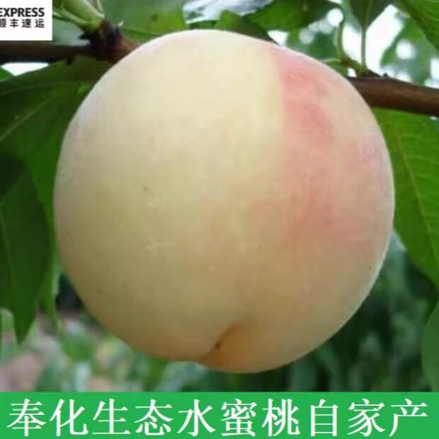 浙江宁波奉化品牌正宗水蜜桃孕妇