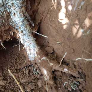 500克特价新鲜乌榄根乌榄树根 黑橄榄树根 黑榄根现挖整段