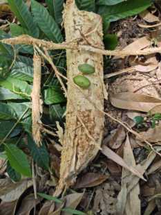 潮汕百年老树龄橄榄树根 新鲜青橄榄根 青果树根 白榄树根500g