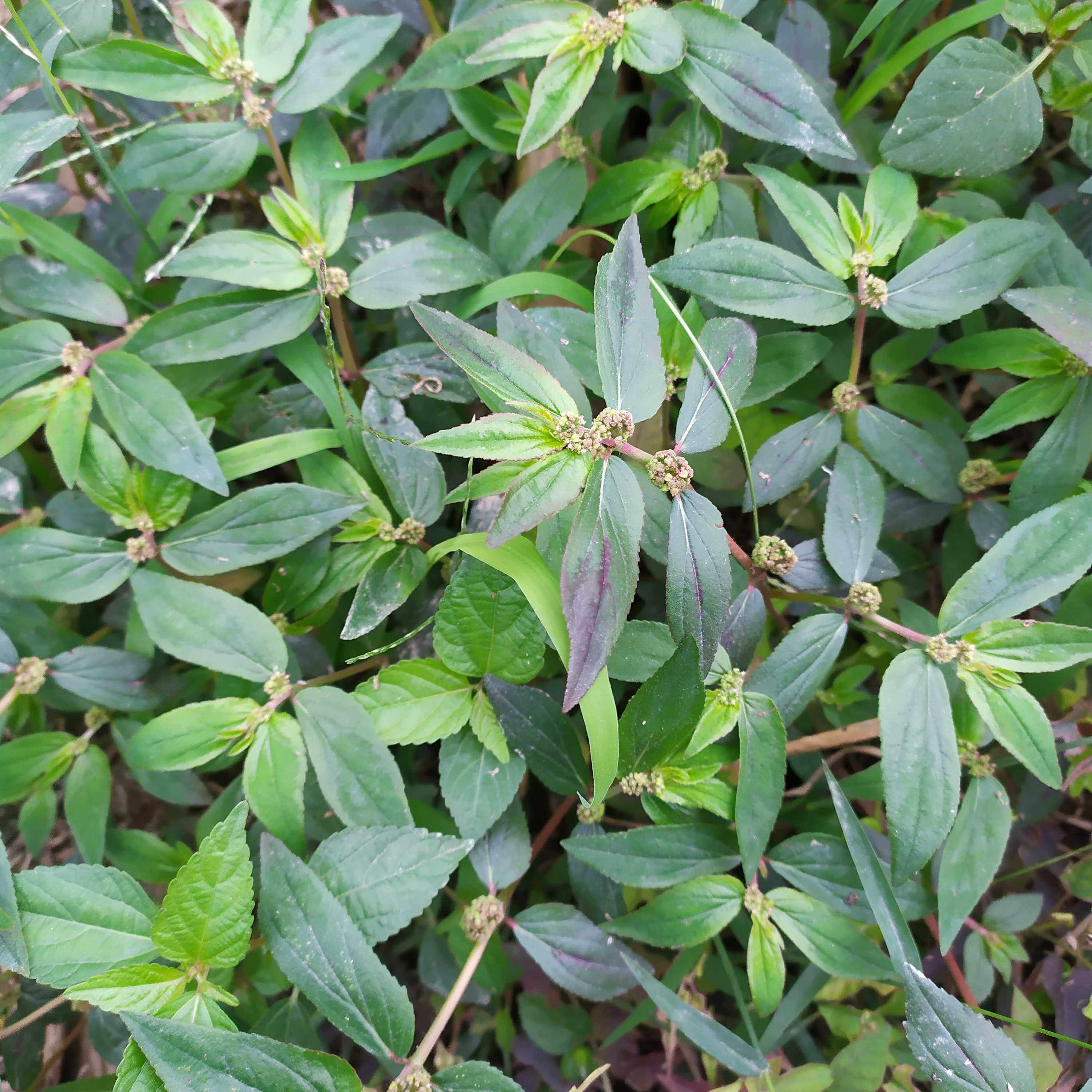 飞扬草新鲜现采乳籽草500g大飞扬大乳汁草飞扬草洗澡草药包邮