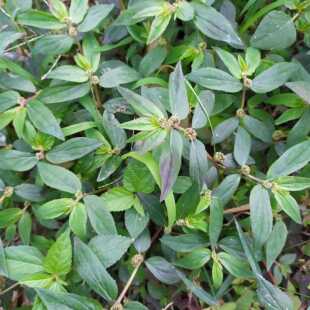 飞扬草新鲜现采乳籽草500g大飞扬大乳汁草飞扬草洗澡草药包邮