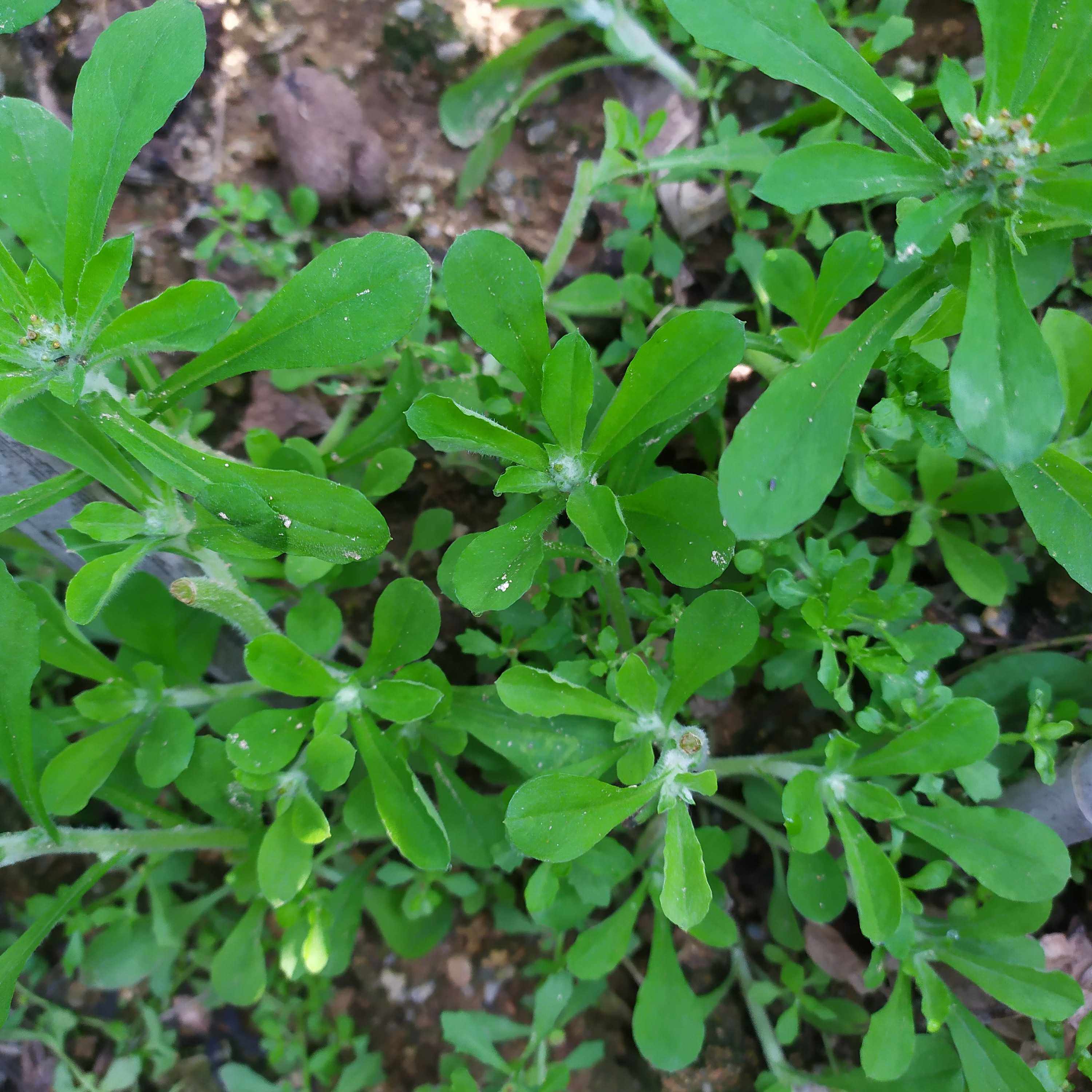 新鲜白花鼠曲草清明草佛耳草绒毛其它包装袋