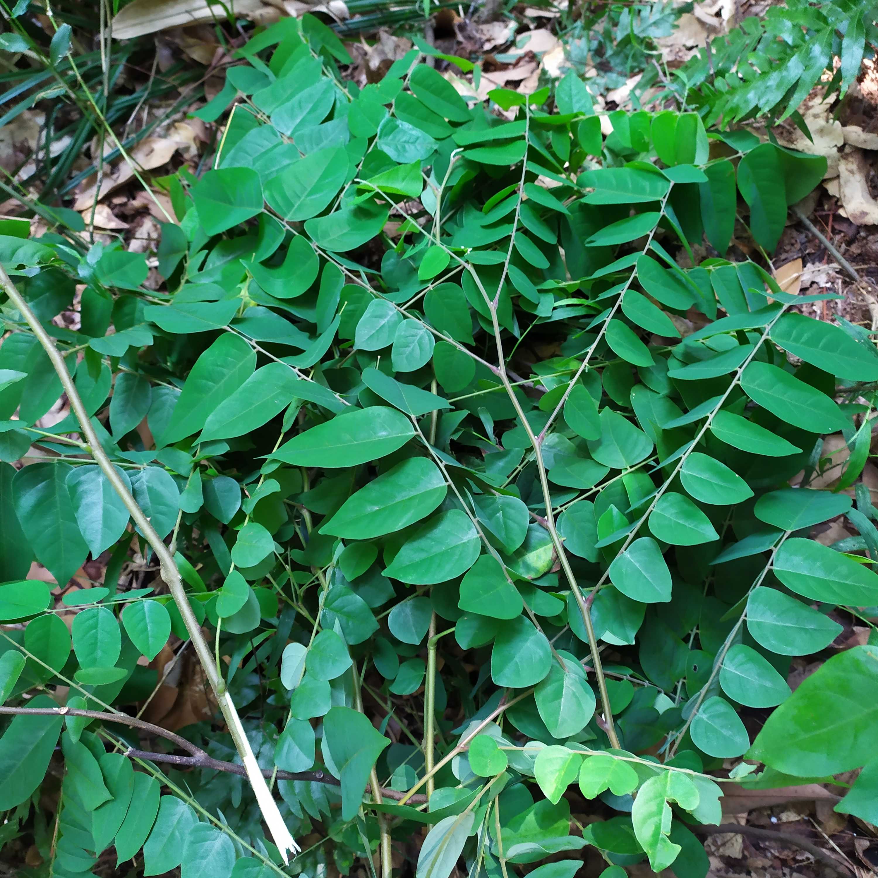 500克新鲜杨桃叶杨桃根酸杨桃甜杨桃五敛子叶五棱子 枝叶发货