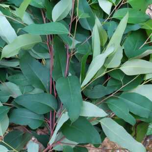 大叶桉树叶 新鲜桉树叶 尤加利树叶 蜜袋鼯食物 考拉 500克包邮