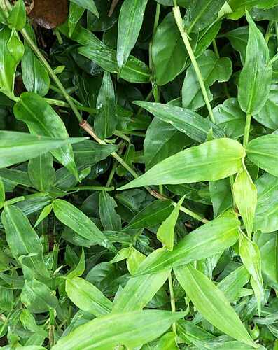 现采新鲜鸭拓草 鸭跖草 500G包邮 竹节菜 竹叶菜碧竹子淡竹叶