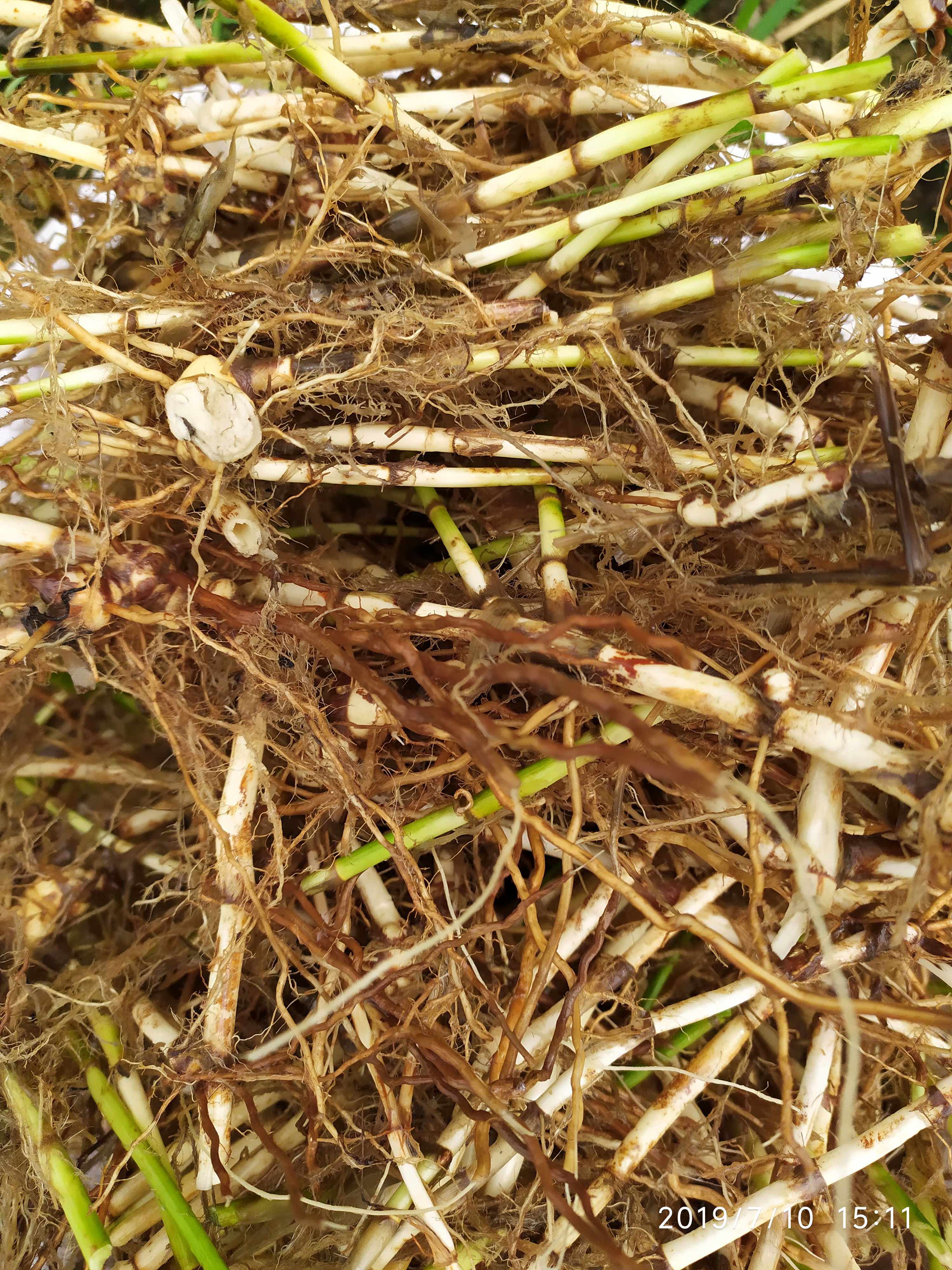 500克新鲜硬骨草硬骨草根铺地黍田基姜头马鞭节