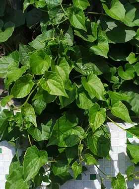 攀援爬藤 阳台绿色植物 薇甘菊 非爬山虎 生长快 慎种 1棵包邮）