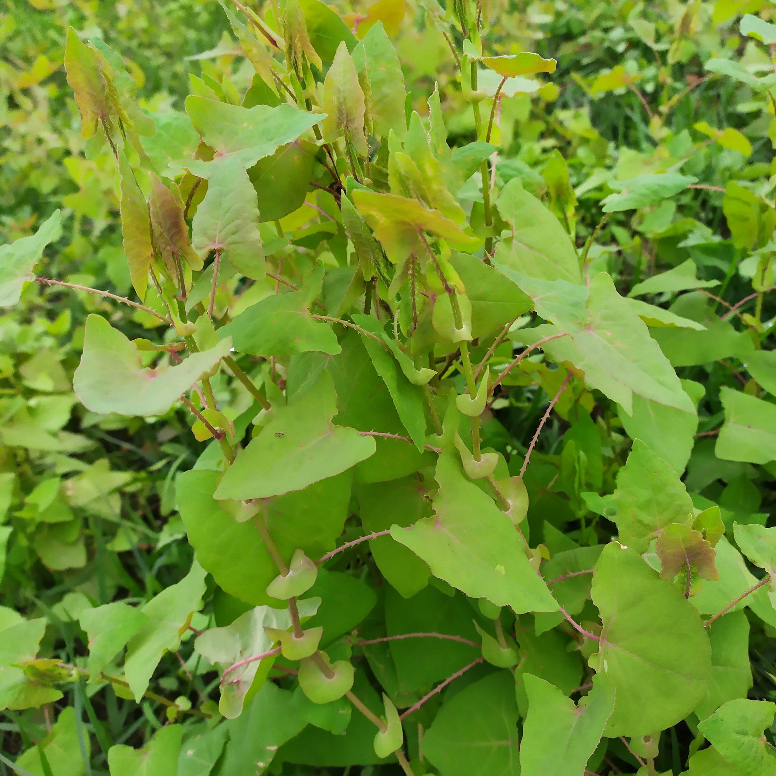 新鲜杠板归犁壁藤河白草老虎