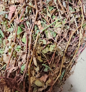 新鲜杠板归犁壁藤河白草老虎脷蛇倒退蛇不过洗澡草药500g包邮