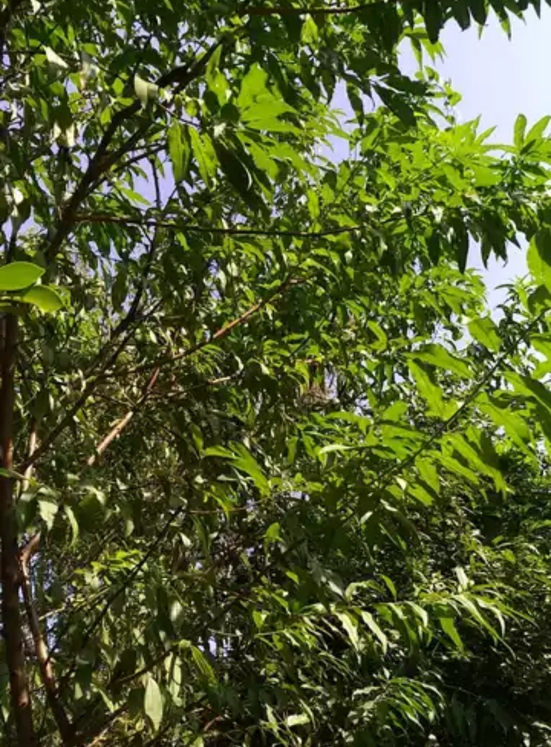 500克新鲜湿品桃树枝叶桃子叶桃树叶