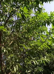 500克新鲜湿品桃树枝叶桃子叶桃树叶 枝叶发货