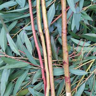 桉树叶蜜袋鼯蜜袋鼬磨牙消毒除臭垫材用品桉树枝小蜜喜欢的玩具