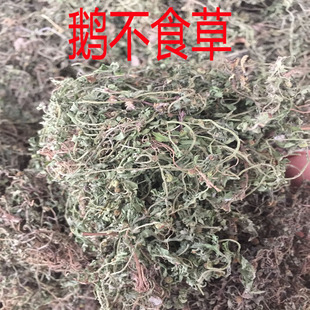 野生 鹅不食草 新鲜干货非粉食胡荽野园荽鸡肠草地芫荽500g包邮