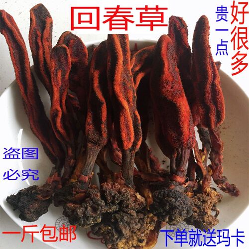 野生泡酒料煲汤不老草500g包邮