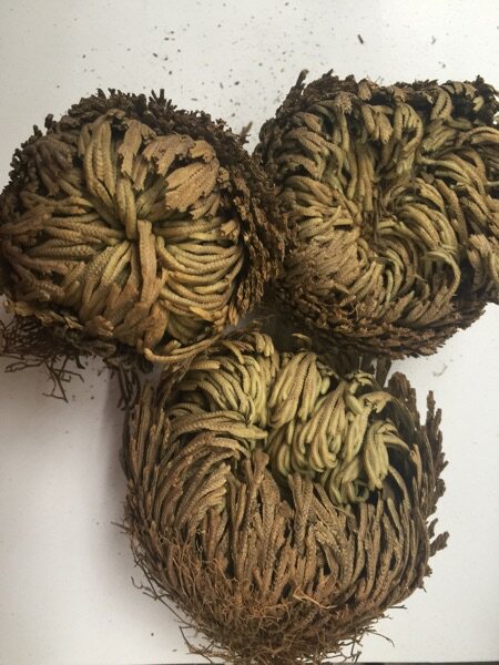 野生干品中药材卷柏 一把抓 老虎爪长生草九死还魂草500包邮推荐