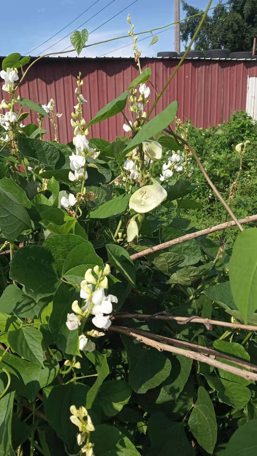 潮汕青草药鹊仔豆白花鸟仔豆扁豆