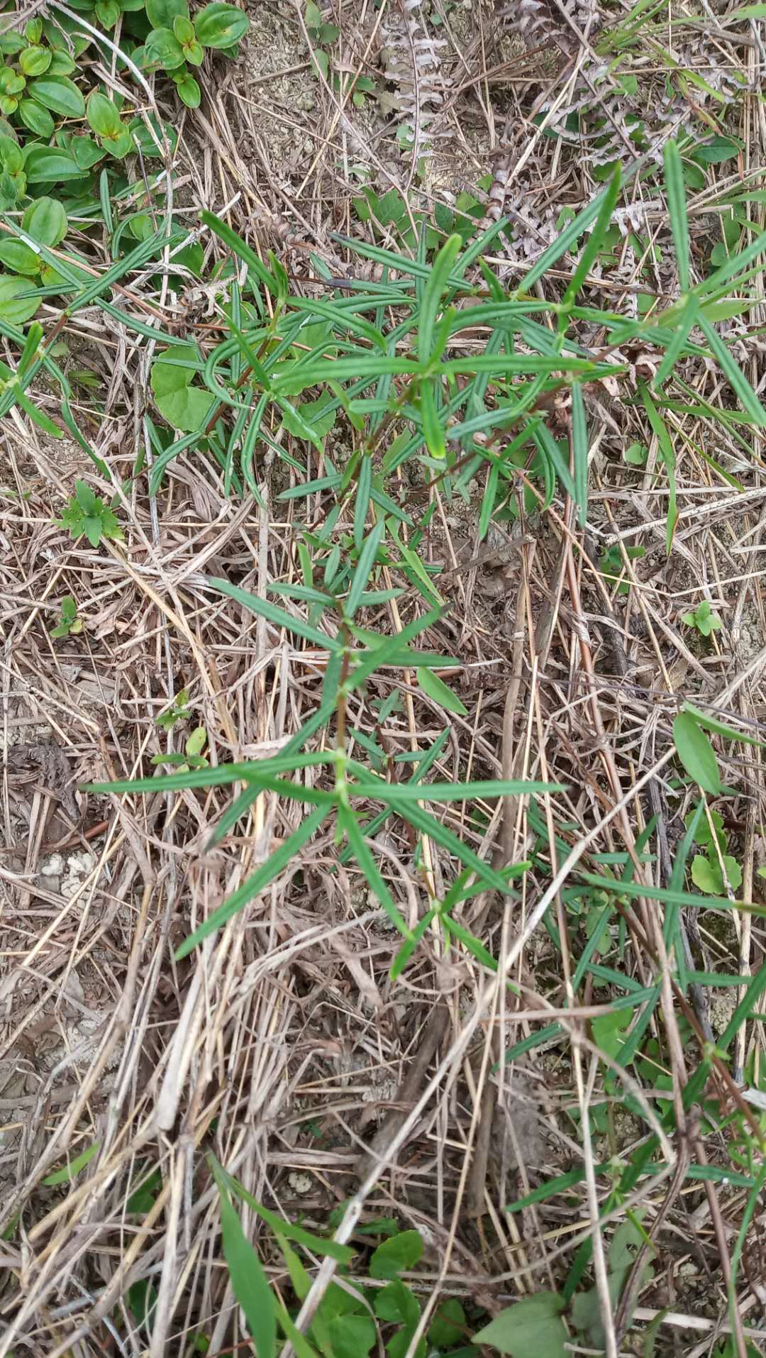 包邮潮汕青草药新鲜小号蛇舌草白花蛇舌草金石榴
