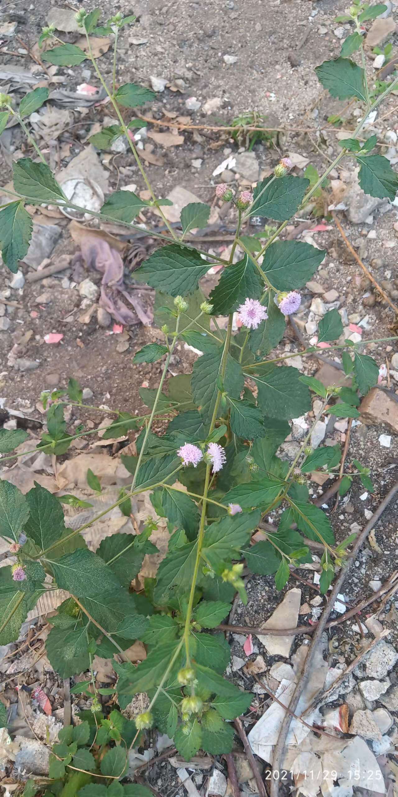 包邮潮汕青草药咸虾花狗仔花大叶消山虎厝边蜂安仔草鲫鱼草干品