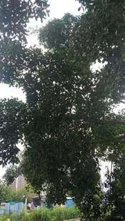 包邮潮汕青草药现采成树榕树新鲜枝叶