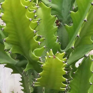 包邮潮汕青草药现采火殃簕霸王鞭火旺新鲜茎叶